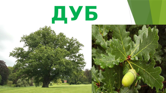 ДУБ 