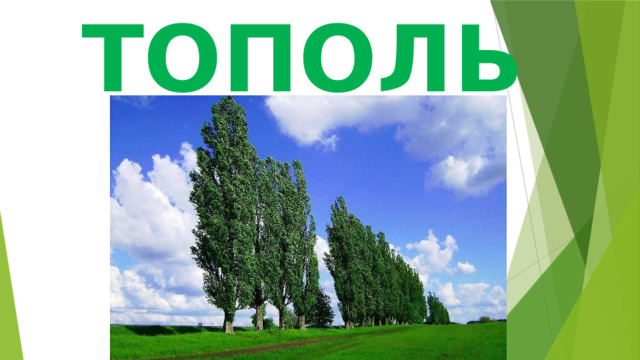 ТОПОЛЬ 