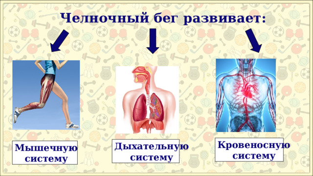  Челночный бег развивает: Кровеносную систему Дыхательную систему Мышечную систему 