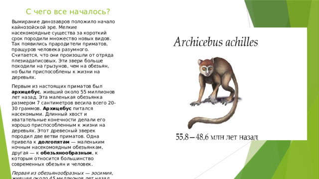 С чего все началось? Вымирание динозавров положило начало кайнозойской эре. Мелкие насекомоядные существа за короткий срок породили множество новых видов. Так появились прародители приматов, пращуров человека разумного. Считается, что они произошли от отряда плезиадаписовых. Эти звери больше походили на грызунов, чем на обезьян, но были приспособлены к жизни на деревьях. Первым из настоящих приматов был архицебус , живший около 55 миллионов лет назад. Эта маленькая обезьянка размером 7 сантиметров весила всего 20-30 граммов. Архицебус питался насекомыми. Длинный хвост и хватательные конечности делали его хорошо приспособленным к жизни на деревьях. Этот древесный зверек породил две ветви приматов. Одна привела к долгопятам — маленьким ночным насекомоядным обезьянкам, другая — к обезьянообразным , к которым относится большинство современных обезьян и человек. Первая из обезьянообразных — эосимия, жившая около 45 миллионов лет назад. Ее размер не превышал размера человеческой ладони. 