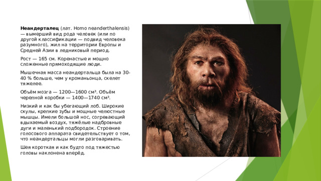 Неандерталец (лат. Homo neanderthalensis) — вымерший вид рода человек (или по другой классификации — подвид человека разумного), жил на территории Европы и Средней Азии в ледниковый период. Рост — 165 см. Коренастые и мощно сложенные прямоходящие люди. Мышечная масса неандертальца была на 30-40 % больше, чем у кроманьонца, скелет тяжелее. Объём мозга — 1200—1600 см³. Объём черепной коробки — 1400—1740 см³. Низкий и как бы убегающий лоб. Широкие скулы, крепкие зубы и мощные челюстные мышцы. Имели большой нос, согревающий вдыхаемый воздух, тяжёлые надбровные дуги и маленький подбородок. Строение голосового аппарата свидетельствует о том, что неандертальцы могли разговаривать. Шея короткая и как будто под тяжестью головы наклонена вперёд. 