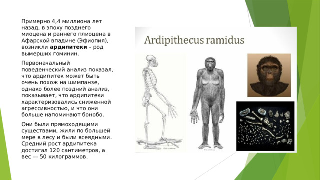 Примерно 4,4 миллиона лет назад, в эпоху позднего миоцена и раннего плиоцена в Афарской впадине (Эфиопия), возникли ардипитеки -  род вымерших гоминин. Первоначальный поведенческий анализ показал, что ардипитек может быть очень похож на шимпанзе, однако более поздний анализ, показывает, что ардипитеки характеризовались сниженной агрессивностью, и что они больше напоминают бонобо. Они были прямоходящими существами, жили по большей мере в лесу и были всеядными. Средний рост ардипитека достигал 120 сантиметров, а вес — 50 килограммов. 