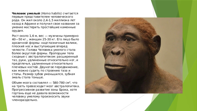 Человек умелый (Homo habilis) считается первым представителем человеческого рода. Он жил около 2,4-1,5 миллиона лет назад в Африке и получил свое название за умение мастерить простейшие каменные орудия. Рост около 1,6 м, вес — мужчины примерно 40—50 кг., женщин 25-30 кг. Его лицо было архаичной формы: надглазничные валики, плоский нос и выступающие вперед челюсти. Голова Человека умелого стала более округлой формы. Пропорции тела сходные с австралопитеком: расширенный таз, руки, удлиненные относительно ног, и предплечья, удлиненные относительно плечевых костей. Двуногое передвижение, как можно судить по строению таза и стопы. Размер зубов уменьшился, зубная эмаль стала тоньше. Объем мозга составлял — 580-780 см³, что на треть превосходит мозг австралопитека. Прогрессивное развитие зоны Брока, хотя гортань еще не давала возможности человеку умелому произносить звуки членораздельно. 