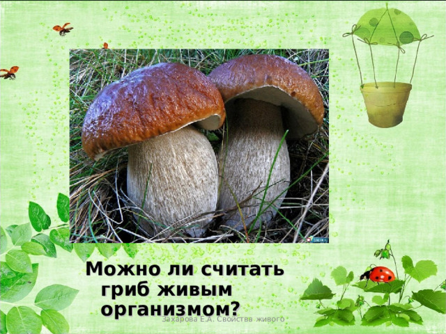 Почему грибы считают. Грибы это живые организмы. Рассказ загадка о любом живом организме 5 класса показать. Сезонные изменения в жизни организмов 5 класс биология презентация.