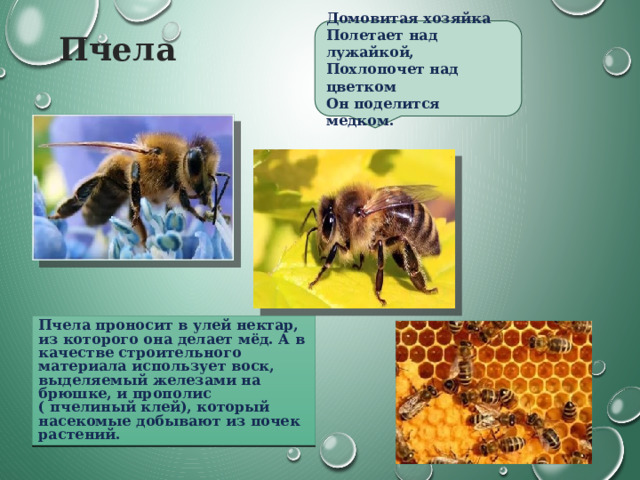 Пчела Домовитая хозяйка  Полетает над лужайкой,  Похлопочет над цветком   Он поделится медком. Пчела проносит в улей нектар, из которого она делает мёд. А в качестве строительного материала использует воск, выделяемый железами на брюшке, и прополис ( пчелиный клей), который насекомые добывают из почек растений. 