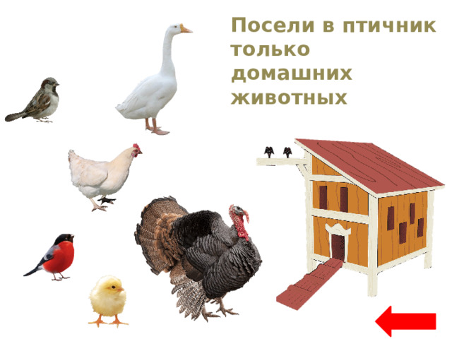Посели в птичник только домашних животных 