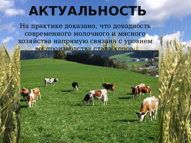 Актуальность На практике доказано, что доходность современного молочного и мясного хозяйства напрямую связана с уровнем воспроизводства стада коров. 