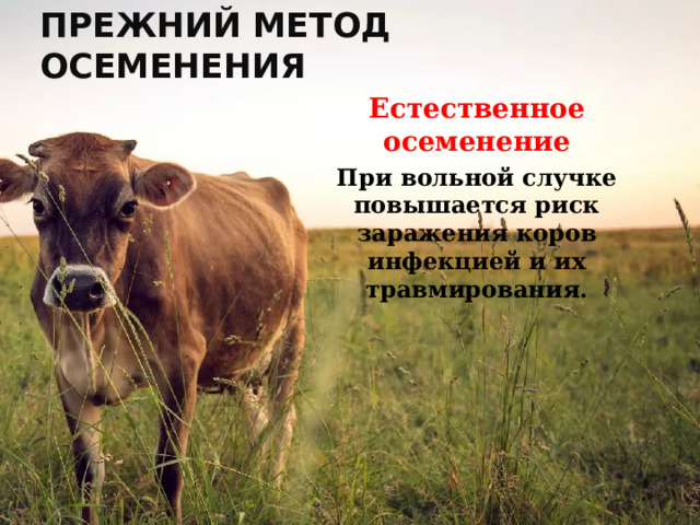 Прежний метод осеменения Естественное осеменение При вольной случке повышается риск заражения коров инфекцией и их травмирования. 