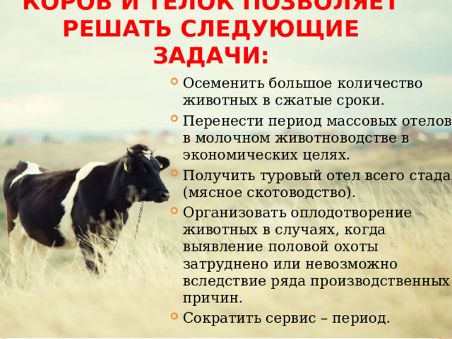 Синхронизация эструса коров и телок позволяет решать следующие задачи: Осеменить большое количество животных в сжатые сроки. Перенести период массовых отелов в молочном животноводстве в экономических целях. Получить туровый отел всего стада (мясное скотоводство). Организовать оплодотворение животных в случаях, когда выявление половой охоты затруднено или невозможно вследствие ряда производственных причин. Сократить сервис – период. 