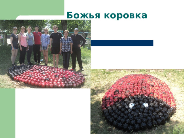 Божья коровка 