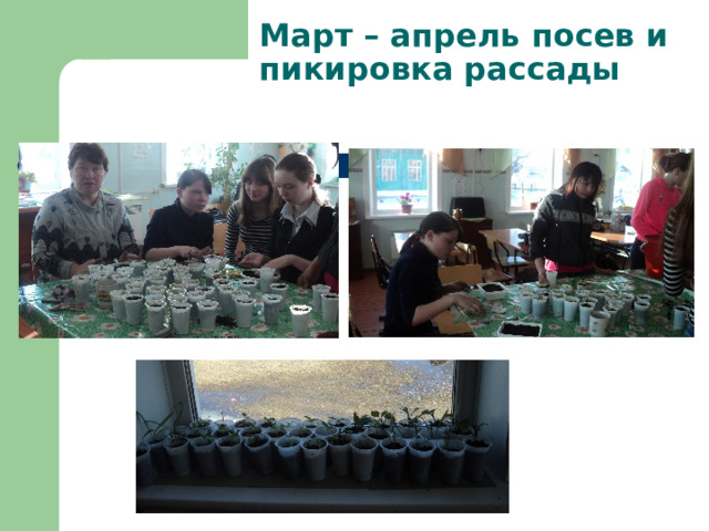 Март – апрель посев и пикировка рассады 
