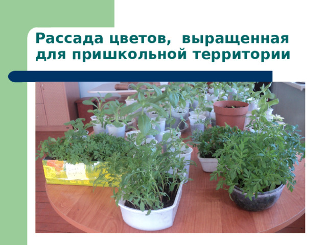 Рассада цветов, выращенная для пришкольной территории 
