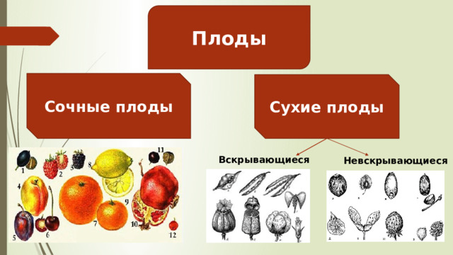 Плоды Сочные плоды Сухие плоды Вскрывающиеся Невскрывающиеся 