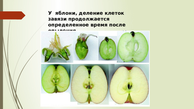 У яблони, деление клеток завязи продолжается определенное время после опыления. 