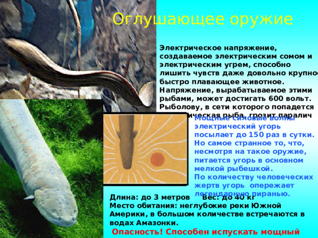 Оглушающее оружие Электрическое напряжение, создаваемое электрическим сомом и электрическим угрем, способно лишить чувств даже довольно крупное быстро плавающее животное. Напряжение, вырабатываемое этими рыбами, может достигать 600 вольт. Рыболову, в сети которого попадется электрическая рыба, грозит паралич рук. Мощные силовые волны электрический угорь посылает до 150 раз в сутки. Но самое странное то, что, несмотря на такое оружие, питается угорь в основном мелкой рыбешкой. По количеству человеческих жертв угорь опережает легендарную пиранью. Длина: до 3 метров Вес: до 40 кг  Место обитания: неглубокие реки Южной Америки, в большом количестве встречаются в водах Амазонки.   Опасность!  Способен испускать мощный электрический заряд . 