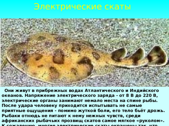Электрические скаты        Они живут в прибрежных водах Атлантического и Индийского океанов. Напряжение электрического заряда - от 8 В до 220 В, электрические органы занимают немало места на спине рыбы. После удара человеку приходится испытывать не самые приятные ощущения - помимо жуткой боли, его тело бьёт дрожь. Рыбаки отнюдь не питают к нему нежных чувств, среди африканских рыбачьих прозвищ скатов самое мягкое «руколом». К сожалению, многие электрические скаты окрашены так, что сливаются со дном.  