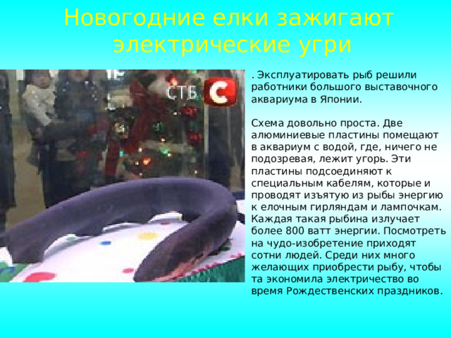 Новогодние елки зажигают электрические угри . Эксплуатировать рыб решили работники большого выставочного аквариума в Японии.   Схема довольно проста. Две алюминиевые пластины помещают в аквариум с водой, где, ничего не подозревая, лежит угорь. Эти пластины подсоединяют к специальным кабелям, которые и проводят изъятую из рыбы энергию к елочным гирляндам и лампочкам. Каждая такая рыбина излучает более 800 ватт энергии. Посмотреть на чудо-изобретение приходят сотни людей. Среди них много желающих приобрести рыбу, чтобы та экономила электричество во время Рождественских праздников. 