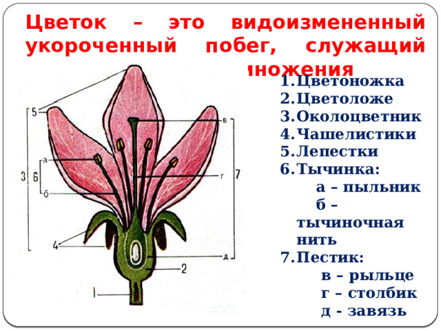 Образование генеративных органов растения