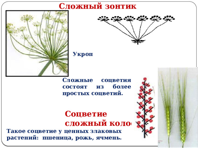 Сложный зонтик характеристика. Рожь соцветие. Соцветие ржи. Соцветие сложный зонтик. Генеративные органы растений соцветие.