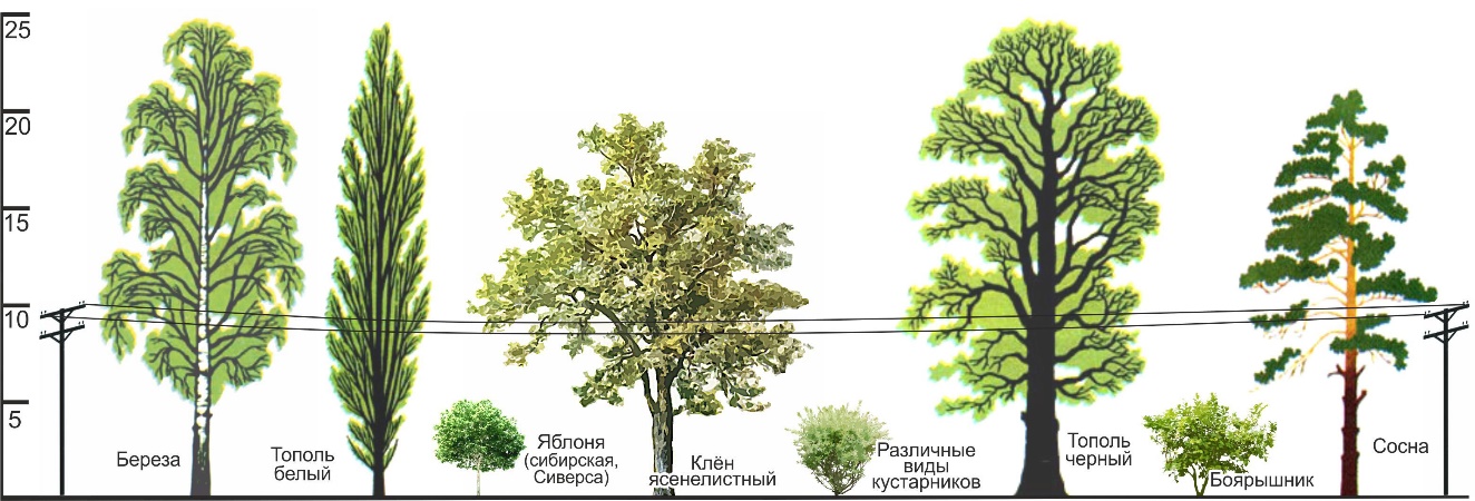 Самое светолюбивое дерево в лесу из изображенных на рисунке