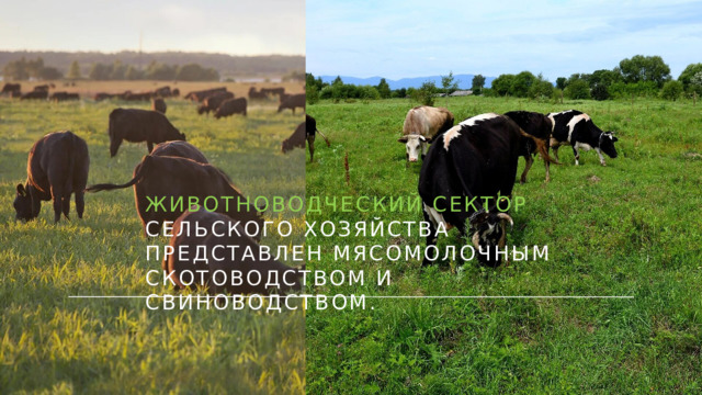 Животноводческий сектор сельского хозяйства представлен мясомолочным скотоводством и свиноводством. 