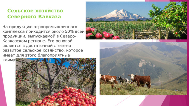 Сельское хозяйство Северного Кавказа   На продукцию агропромышленного комплекса приходится около 50% всей продукции, выпускаемой в Северо-Кавказском регионе. Его основой является в достаточной степени развитое сельское хозяйство, которое имеет для этого благоприятные климатические условия. 