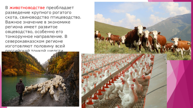 В животноводстве преобладает разведение крупного рогатого скота, свиноводство птицеводство. Важное значение в экономике региона имеет развитое овцеводство, особенно его тонкорунное направление. В северокавказском регионе изготовляют половину всей российской тонкой шерсти. 