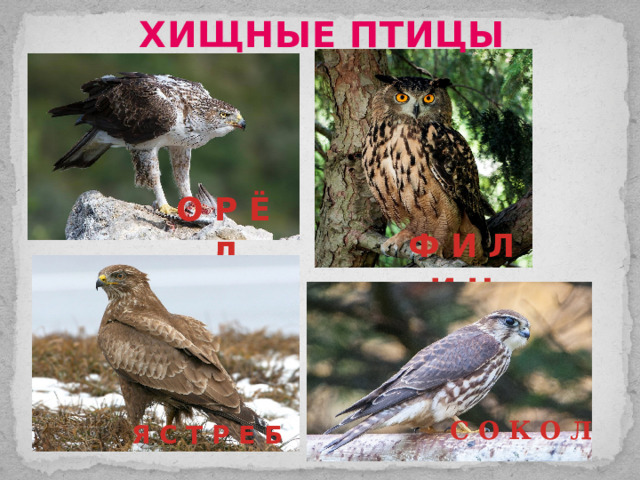 ХИЩНЫЕ ПТИЦЫ О Р Ё Л Ф И Л И Н С О К О Л Я С Т Р Е Б 