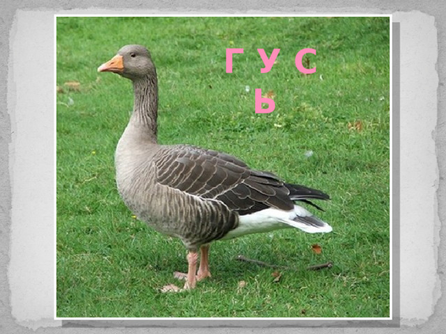 Г У С Ь 