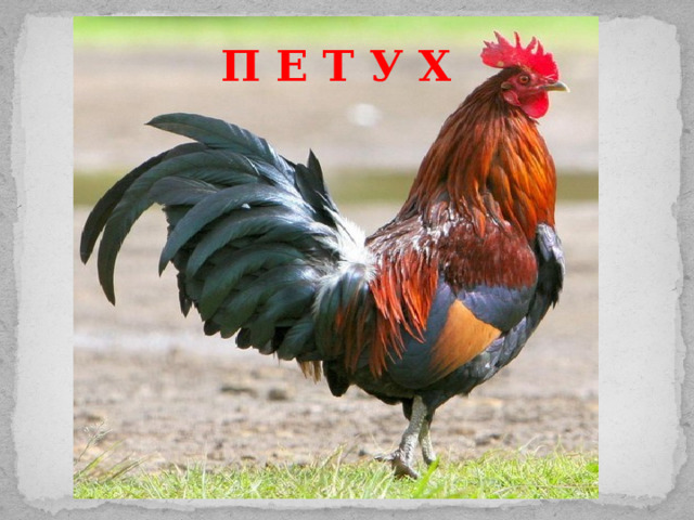 П Е Т У Х 