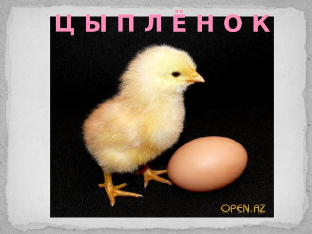 Ц Ы П Л Ё Н О К 