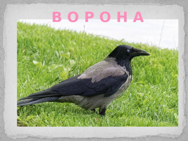 В О Р О Н А 