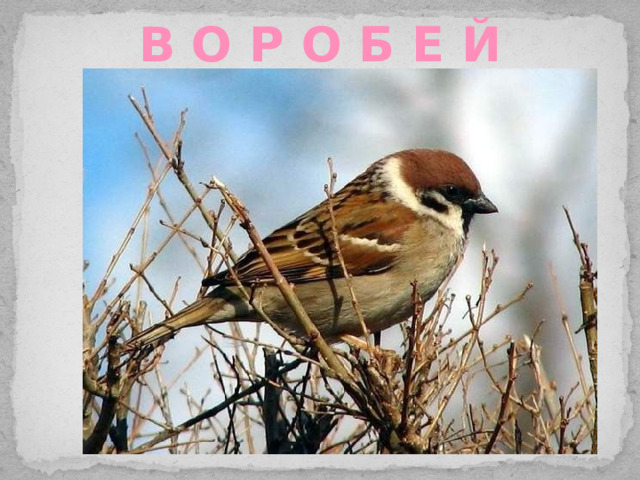 В О Р О Б Е Й 