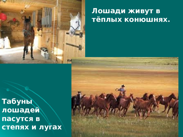 Проект лошадь окружающий мир Человек и домашние животные