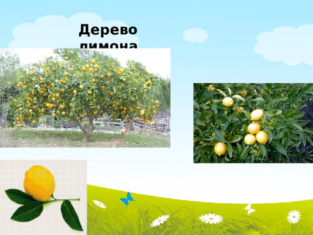 Дерево лимона 