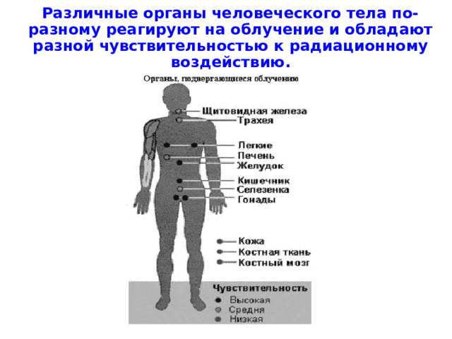 Различные органы человеческого тела по-разному реагируют на облучение и обладают разной чувствительностью к радиационному воздействию. 