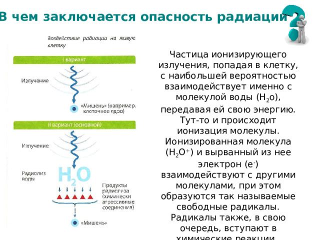 В чем заключается опасность радиации Частица ионизирующего излучения, попадая в клетку, с наибольшей вероятностью взаимодействует именно с молекулой воды (H 2 o), передавая ей свою энергию. Тут-то и происходит ионизация молекулы. Ионизированная молекула (H 2 O + ) и вырванный из нее электрон (e - ) взаимодействуют с другими молекулами, при этом образуются так называемые свободные радикалы. Радикалы также, в свою очередь, вступают в химические реакции. 