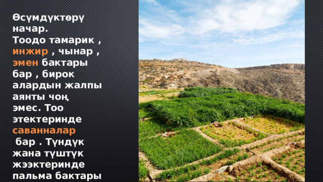 Өсүмдүктөрү начар.  Тоодо тамарик  ,  инжир  ,  чынар  ,  эмен  бактары бар , бирок алардын жалпы аянты чоң эмес. Тоо этектеринде  саванналар  бар . Түндүк жана түштүк жээктеринде пальма бактары бар. Омандын орто бөлүгүндө чөл, эч кандай өсүмдүктөрү жок жерлер бар. 
