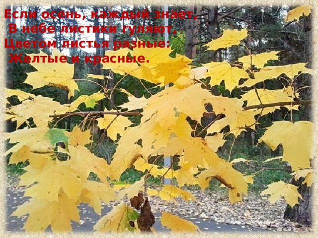 Если осень, каждый знает,  В небе листики гуляют, Цветом листья разные:  Желтые и красные. 