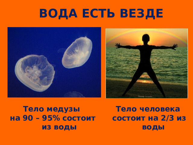 ВОДА ЕСТЬ ВЕЗДЕ Тело медузы Тело человека  на 90 – 95%  состоит из воды состоит на 2/3 из воды  