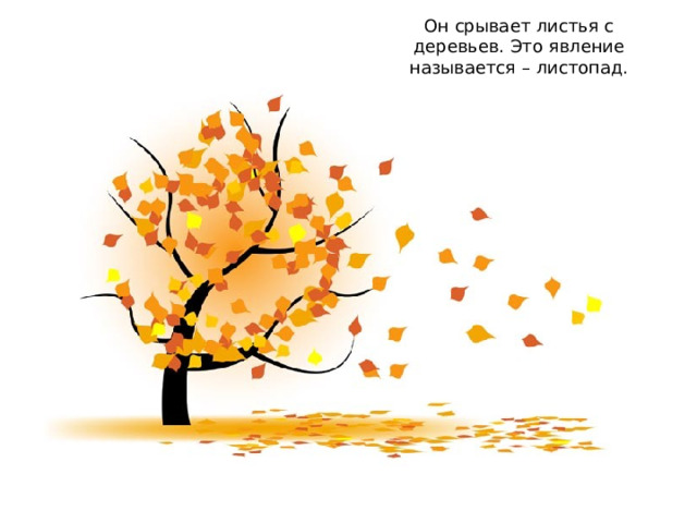 Он срывает листья с деревьев. Это явление называется – листопад. 