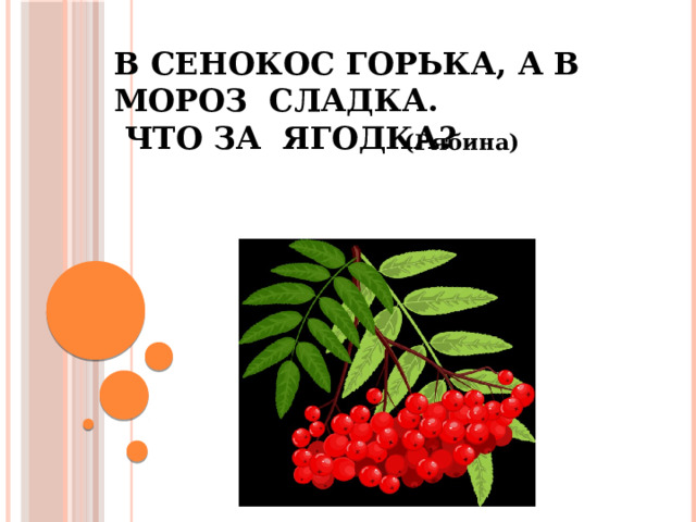 В сенокос горька, а в мороз сладка.  Что за ягодка?   (Рябина)   