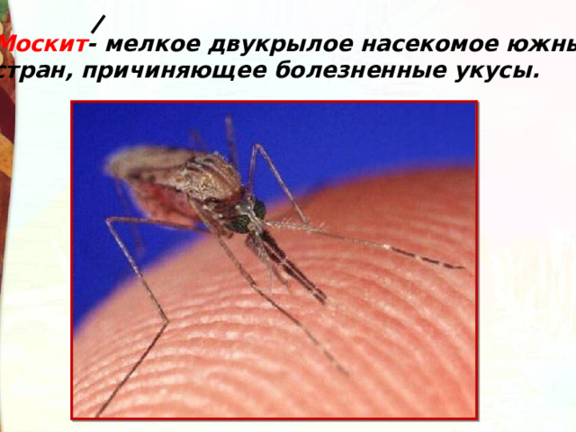 Москит - мелкое двукрылое насекомое южных стран, причиняющее болезненные укусы. 