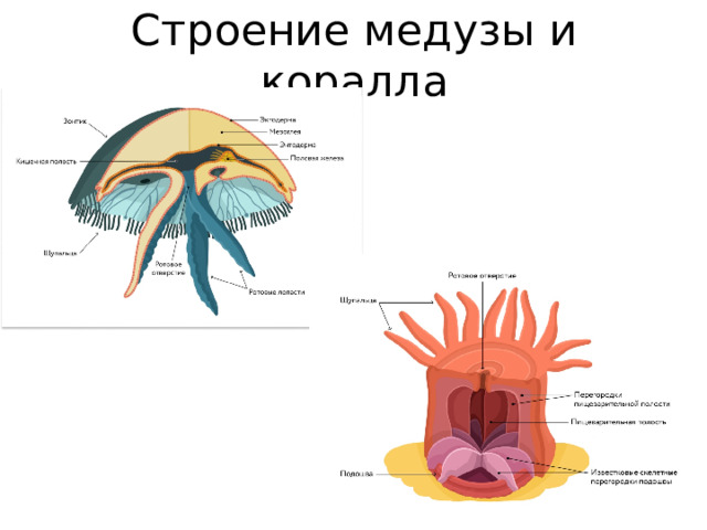 Строение медузы и коралла 