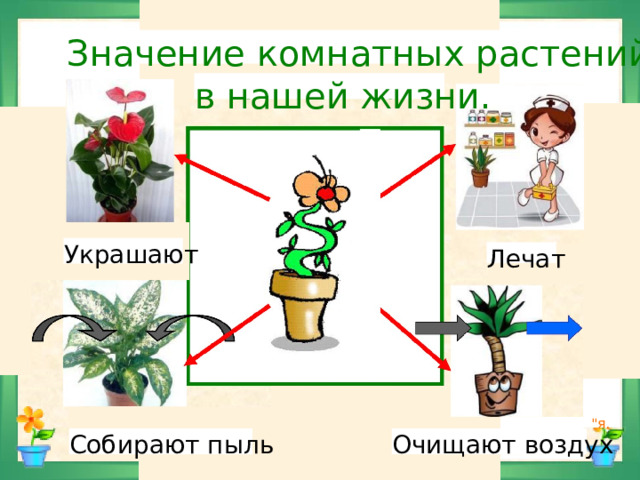 Значение комнатных растений в нашей жизни. Украшают Лечат 