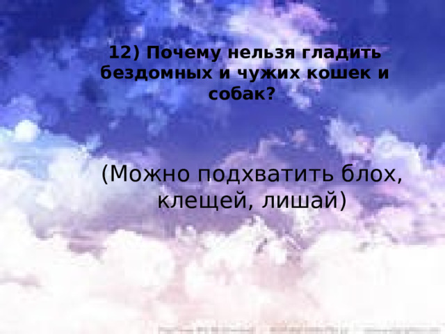 12) Почему нельзя гладить бездомных и чужих кошек и собак? (Можно подхватить блох, клещей, лишай) 