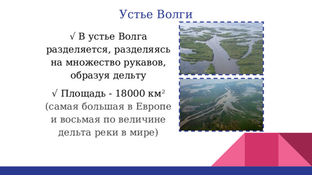 Устье Волги √ В устье Волга разделяется, разделяясь на множество рукавов, образуя дельту √ Площадь - 18000 км ² (самая большая в Европе и восьмая по величине дельта реки в мире) 