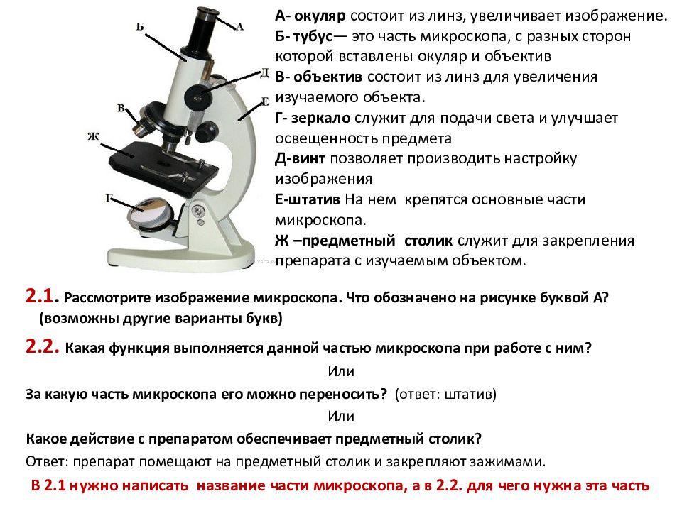 Части микроскопа выполняют функции штатив. Устройство микроскопа и правила работы с ним. Строение микроскопа и правила работы с ним. Части микроскопа 5 класс ВПР. Строение микроскопа для дошкольников.