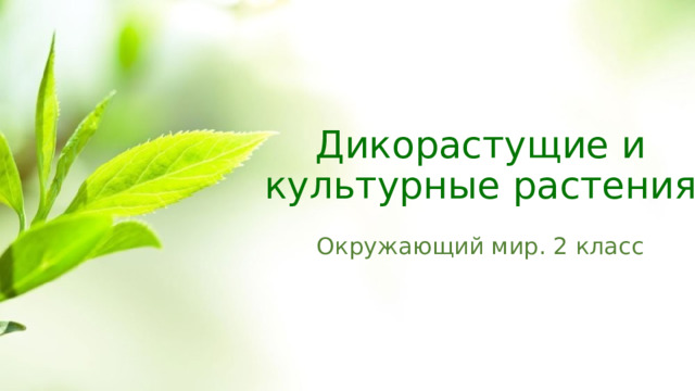 Дикорастущие и культурные растения Окружающий мир. 2 класс 
