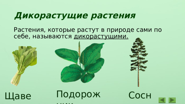 Дикорастущие растения Растения, которые растут в природе сами по себе, называются дикорастущими. Подорожник Сосна Щавель 